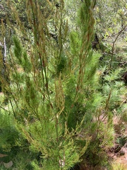 Caustis blakei