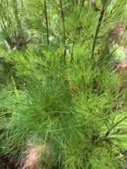 Caustis blakei