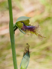 Calochilus therophilus
