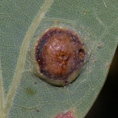 Callirhytis quercusfutilis