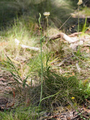 Calochilus therophilus