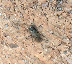 Wilcoxia