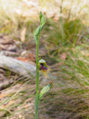 Calochilus therophilus