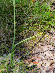 Calochilus therophilus