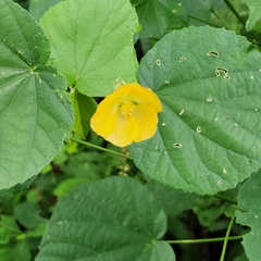 Abutilon indicum