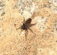 Lasiopogon