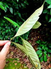 Castanopsis argentea