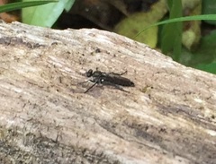 Lasiopogon