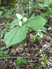 Trillium