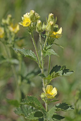 Drymocallis convallaria