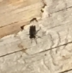 Lasiopogon