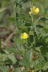 Drymocallis convallaria