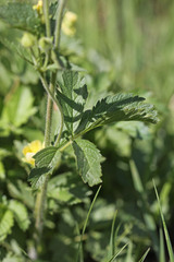 Drymocallis convallaria