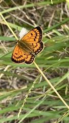Lycaena 'canterbury common copper'