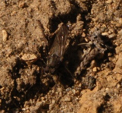 Lasiopogon