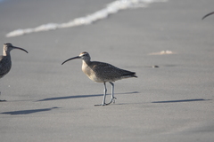 Numenius phaeopus hudsonicus