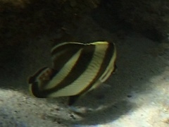 Chaetodon striatus