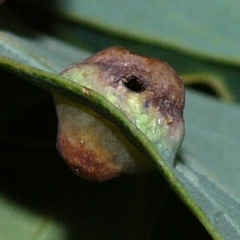 Callirhytis quercusfutilis