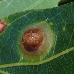 Callirhytis quercusfutilis