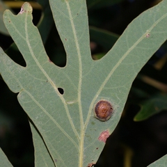 Callirhytis quercusfutilis