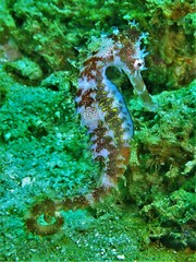 Hippocampus histrix