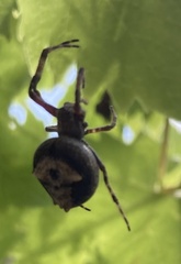 Socca pustulosa