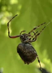 Socca pustulosa