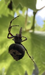 Socca pustulosa