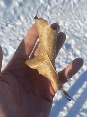 Polystepha pustuloides