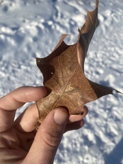 Polystepha pustuloides