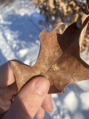 Polystepha pustuloides