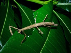 Mnesilochus palawanicus