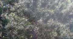 Pinus cembroides