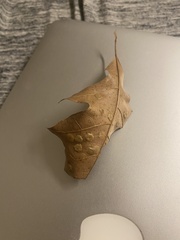 Polystepha pustuloides