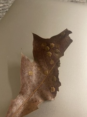 Polystepha pustuloides