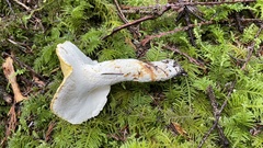 Albatrellus