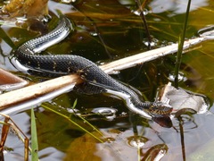 Nerodia fasciata pictiventris