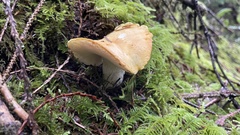 Albatrellus