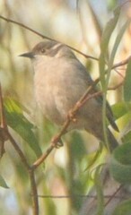 Melithreptus brevirostris