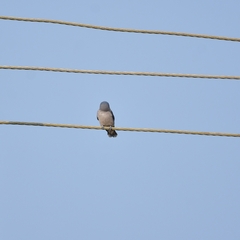 Artamus fuscus
