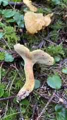 Albatrellus
