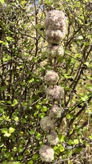 Helichrysum lanceolatum