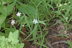 Pseudostellaria jamesiana