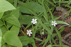 Pseudostellaria jamesiana