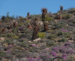 Aloe comosa