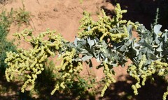 Atriplex nummularia