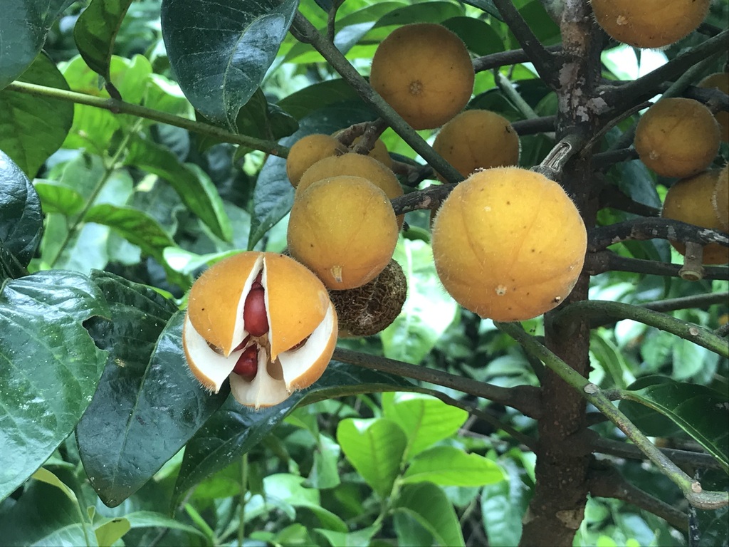 Dysoxylum setosum