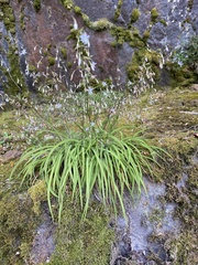 Arthropodium candidum