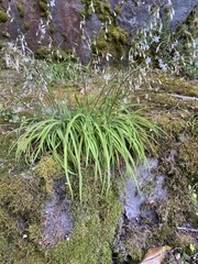 Arthropodium candidum
