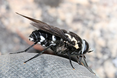 Triclista guttata